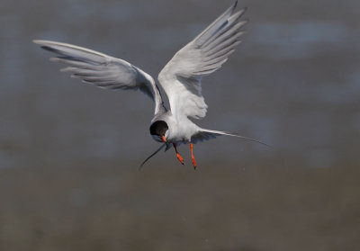 Forsters Tern, flying