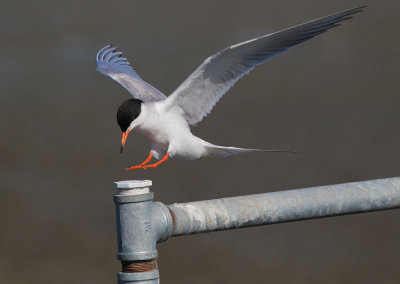 Forster's Tern