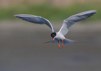 Forster's Tern, flying