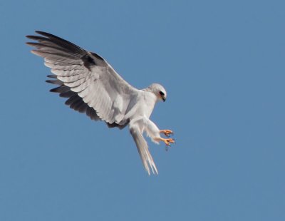 White-tailed Kite, display flight