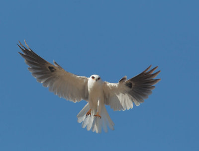 White-tailed Kite, hovering