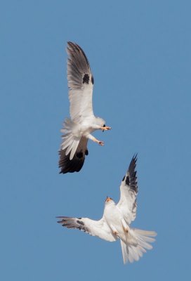 White-tailed Kites, courting flights, July 4, 2012