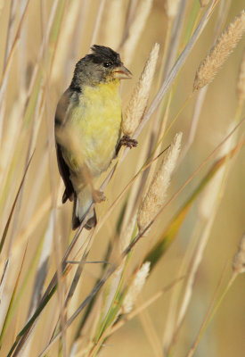 Lesser Goldfinch, male