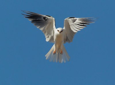 White-tailed Kite, kiting