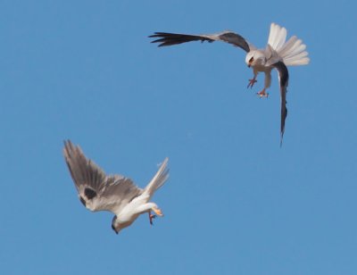 White-tailed Kites, courting flight