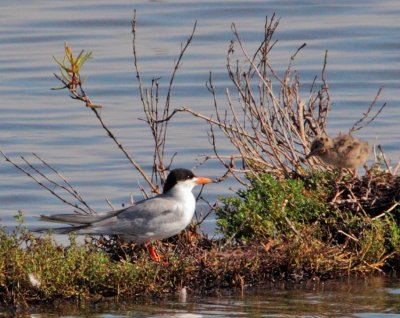 Forster's Terns, adult and downy chick