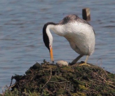 Clark's Grebe, on nest 7/14/12