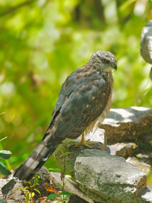 Cooper's Hawk, male, molting to first basic
