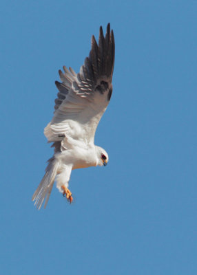 White tailed Kite, hovering