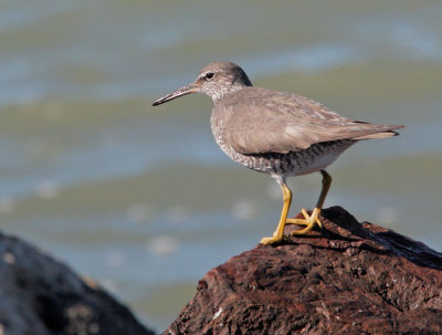 Wandering Tattler, breeding plumage