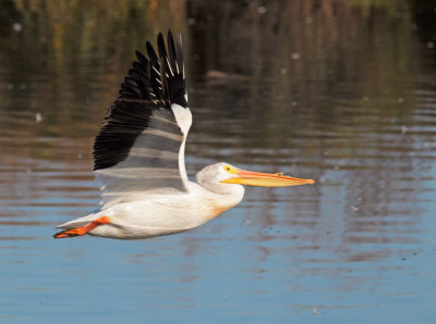 American White Pelican