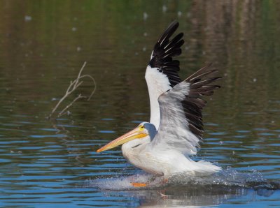 American White Pelican