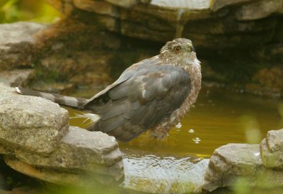 Cooper's Hawk, male, molting to first basic