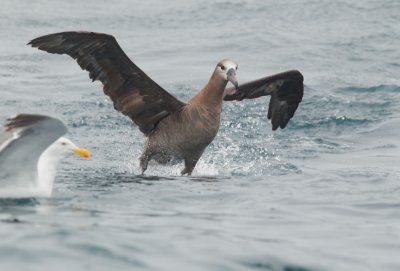 Black-footed Albatross, landing