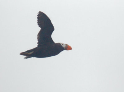 Tufted Puffin, flying