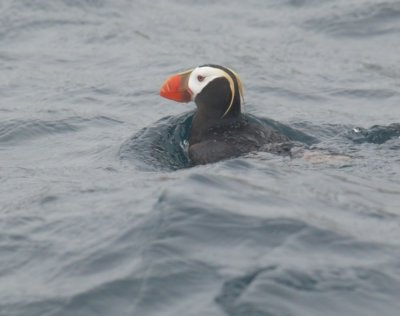 Birds -- Half Moon Bay pelagic, August 19, 2012