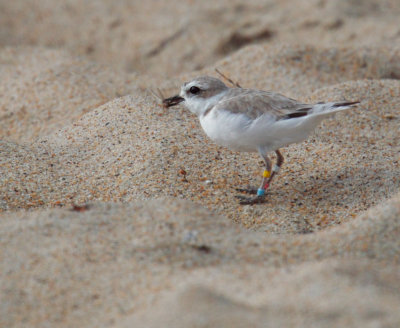 Snowy Plover, with insect