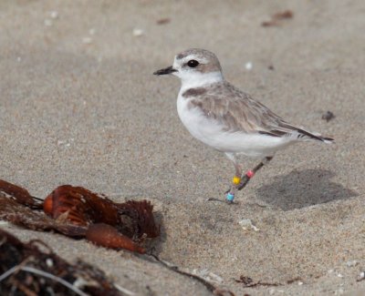 Snowy Plover