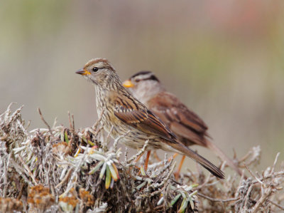 White-crowned Sparrows, young with adult