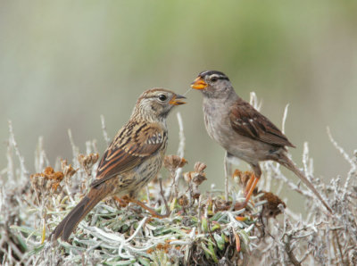 White-crowned Sparrows, Nuttall's, adult feeding fledgling