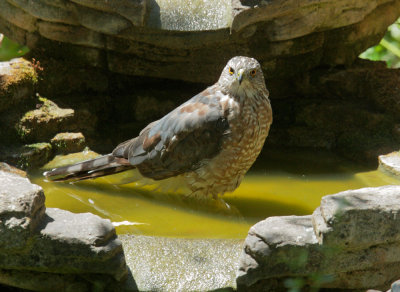 Coopers Hawk, male, molting to first basic