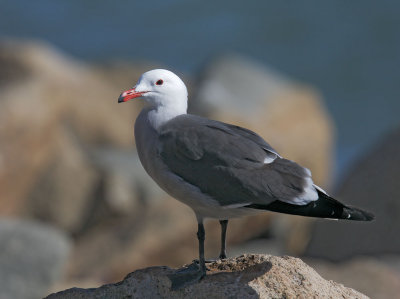 Heermanns Gull, breeding plumage