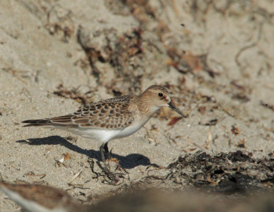Baird's Sandpiper, juvenile