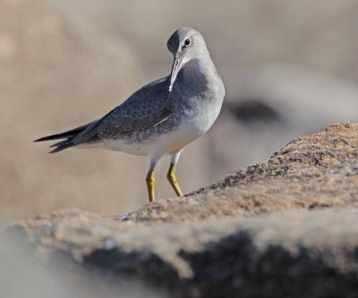 Wandering Tattler, juvenile