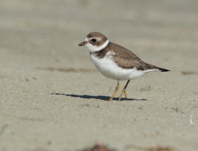 Semipalmated Plover, juvenile