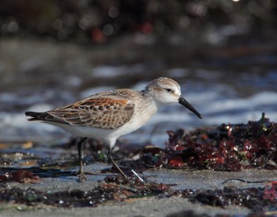 Western Sandpiper, juvenile