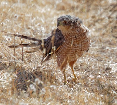 Cooper's Hawk, second year