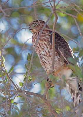 Cooper's Hawk, juvenile