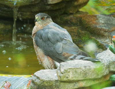 Coopers Hawk, mostly molted to first basic