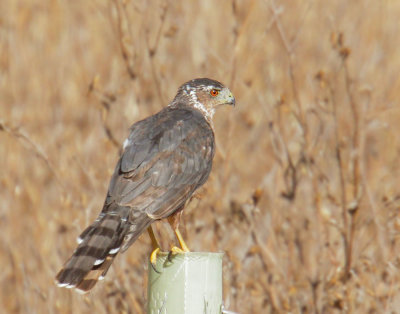 Cooper's Hawk, first year