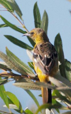 Hooded Oriole, year-old male