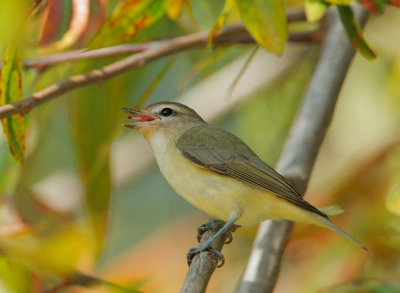 Warbling Vireo