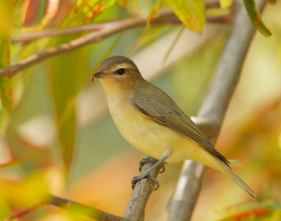Warbling Vireo