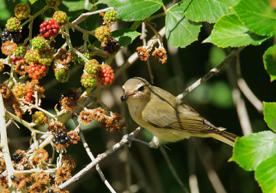 Warbling Vireo, eating blackberries