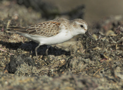 Western Sandpiper, juvenile