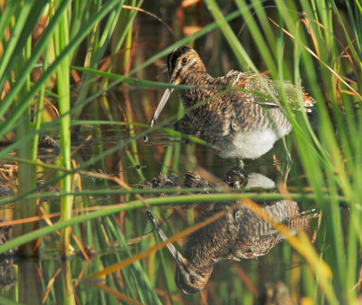 Wilson's Snipe