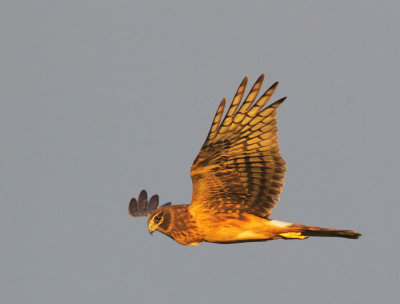 Northern Harrier, juvenile, at sunset