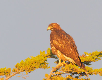 Red-tailed Hawk, juvenile, at sunset