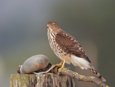 Coopers Hawk, juvenile