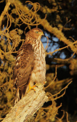 Cooper's Hawk, juvenile, at sunset