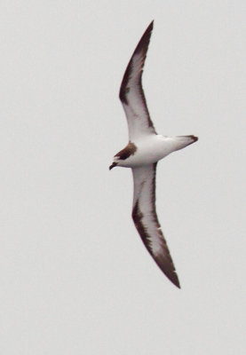 Birds -- Half Moon Bay pelagic, September 8, 2012