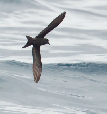 Ashy Storm-Petrel