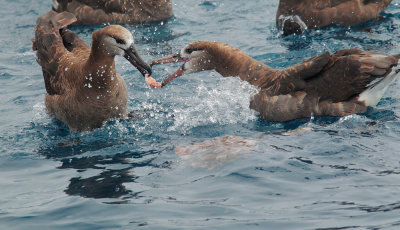 Black-footed Albatrosses, fighting over food