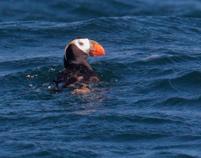 Tufted Puffin