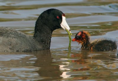 American Coot, adult feeding chick