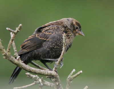 Red-winged Blackbird, bicolored juvenile
